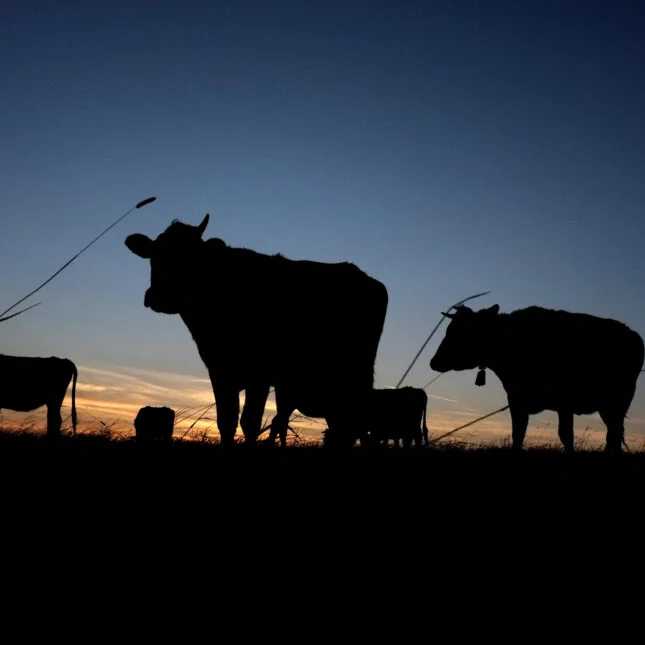 Cow silhouettes against the afternoon sky