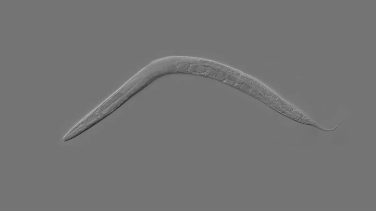 Cold-Linked BH2 Pathway Extends Roundworm Lifespan, but Human Benefits Remain Unclear