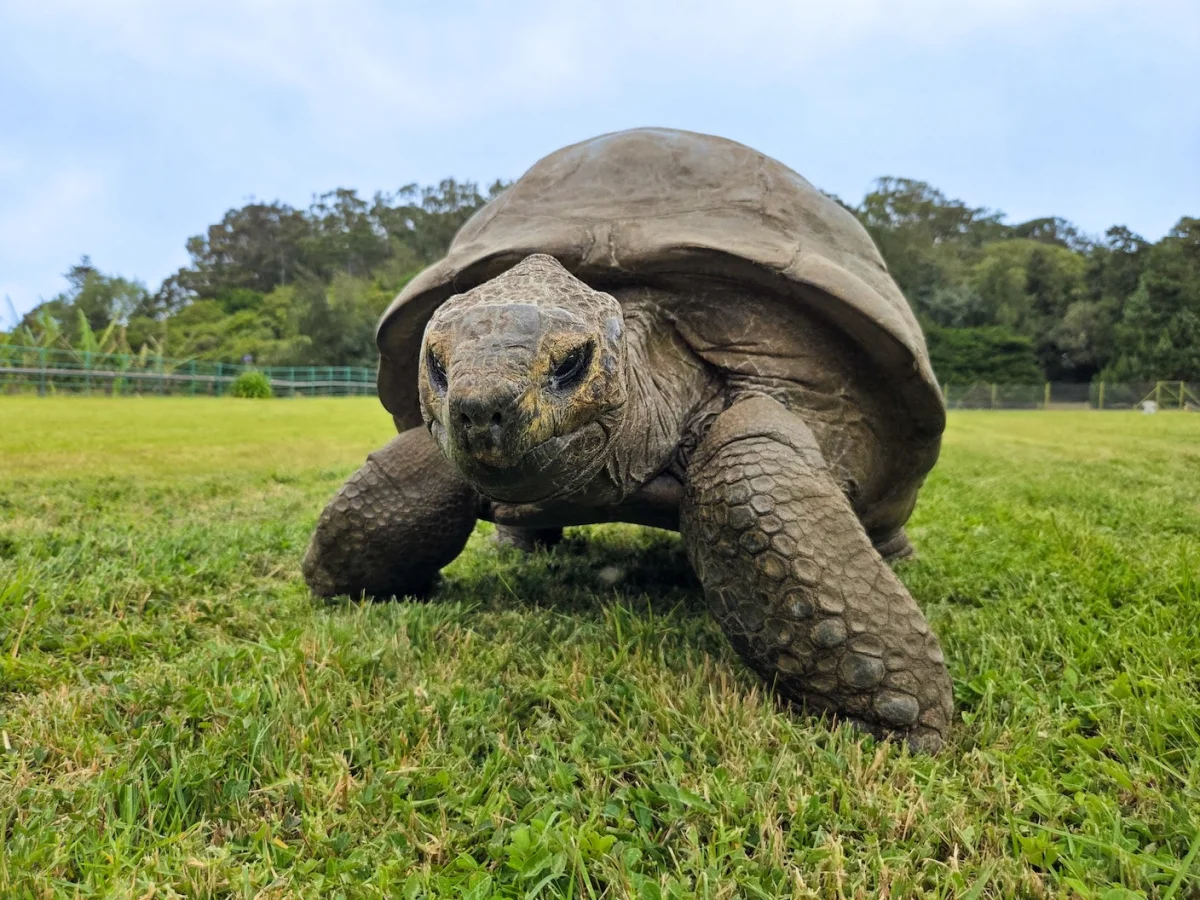 Jonathan the Tortoise’s DNA Offers Clues to Long Life, but Not a Human Treatment Yet